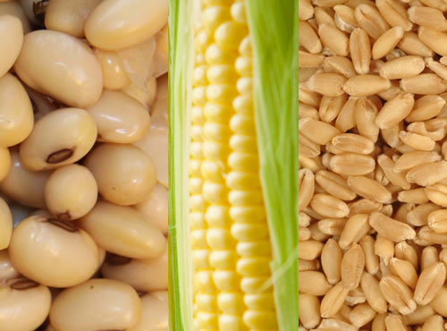 El precio del trigo cae a su nivel más bajo en cinco años, El valor de los seis principales alimentos sigue inestable: bajan también la soya y el maíz; y suben azúcar, café y cacao