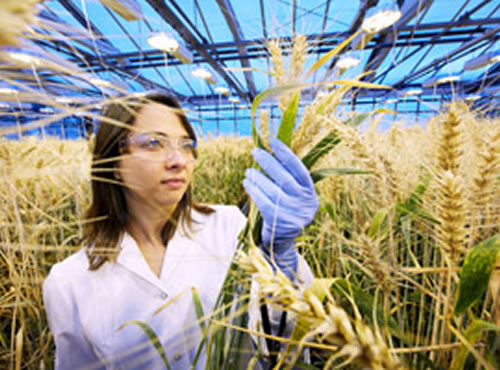 Gatersleben: el laboratorio del trigo, Bayer triplica la capacidad del Centro Europeo dedicado a mejorar el cultivo del cereal con el desarrollo de innovadores métodos científicos