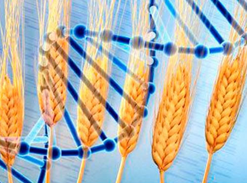 Liberan la información sobre el genoma del trigo, Científicos y empresas de todo el mundo podrán utilizar los datos para mejorar los cultivos