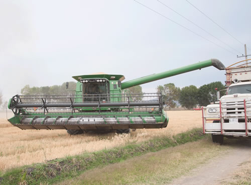 Incertidumbre en los agricultores del Valle del Yaqui, que reducirán esta campaña la superficie de cultivo de trigo en 30 mil hectáreas, Incertidumbre en los agricultores del Valle del Yaqui, que reducirán esta campaña la superficie de cultivo de trigo en 30 mil hectáreas
