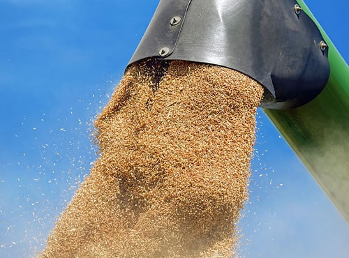 La producción aumentó un 12% y su exportación de cereal a los mercados internacionales cayó en picado en los últimos meses, La producción aumentó un 12% y su exportación de cereal a los mercados internacionales cayó en picado en los últimos meses