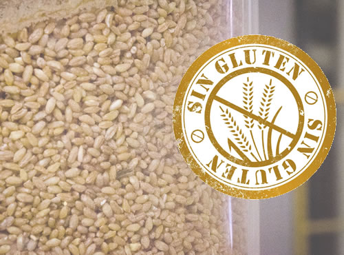 Investigadores españoles trabajan en el desarrollo de plantas de este cereal con bajo contenido en gluten., Investigadores españoles trabajan en el desarrollo de plantas de este cereal con bajo contenido en gluten.