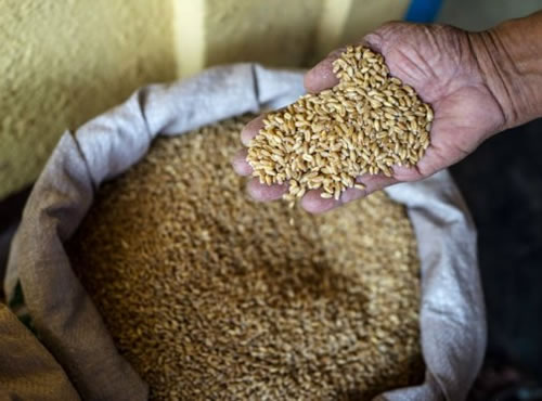Estados Unidos ya no puede almacenar más trigo, La reducción de la demanda y el aumento de la producción colapsan los silos de grano