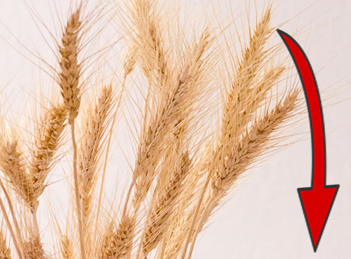 El precio del trigo cae 4 dólares por tonelada, Las buenas condiciones de la siembra en Estados Unidos impulsan el descenso de su valor de mercado