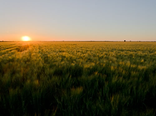 En el estado de Sonora se produce el 50% del trigo nacional, el tercer alimento más consumido en la República tras el maíz y el frijol. , En el estado de Sonora se produce el 50% del trigo nacional, el tercer alimento más consumido en la República tras el maíz y el frijol. 