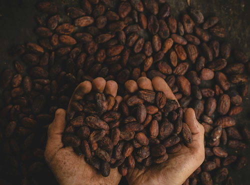 Celebra el Día Mundial del Cacao con estas 2 recetas irresistibles, El alimento de los dioses