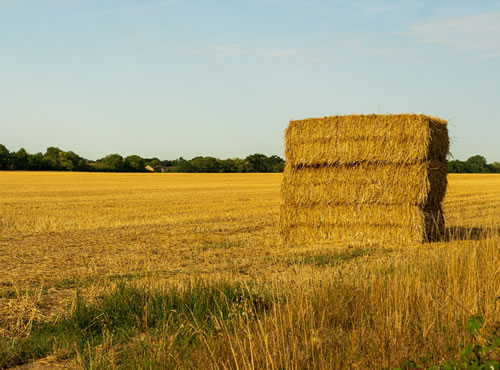  Pacas de Paja, El Futuro de la Arquitectura Sustentable