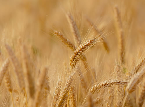 El trigo y sus beneficios nutricionales, Un aliado desde tiempos prehistóricos.